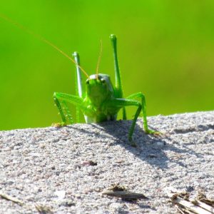 Heuschrecke