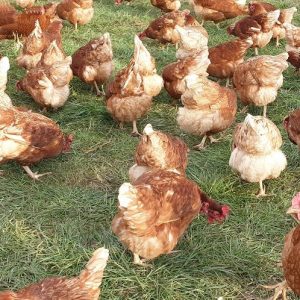 Gackernde glückliche Hühner