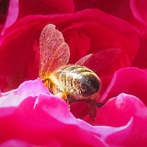 Bienchen in der Rose